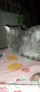 Котики