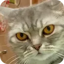 Стикер Котики