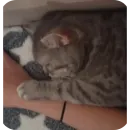 Стикер Котики