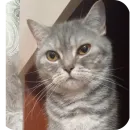 Стикер Котики