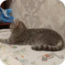 Стикер Котики