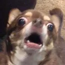 Стикер Песели