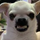 Стикер Песели