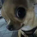 Стикер Песели