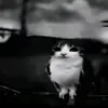 Meowl