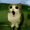 Стикер Meowl