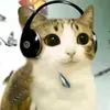 Стикер Meowl