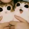 Стикер Meowl