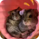 Hamsters