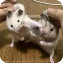 Стикер Hamsters