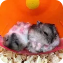 Стикер Hamsters