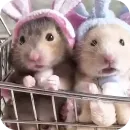 Стикер Hamsters