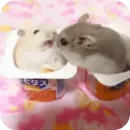 Стикер Hamsters