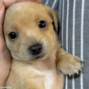 Стикер Dogs