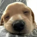 Стикер Dogs