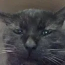 Стикер Котики