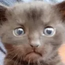 Стикер Котики