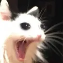Стикер Котики