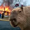 Стикер Больше стикеров 👉