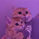 Стикер Мяв мяв