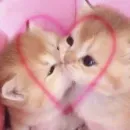 Стикер pink