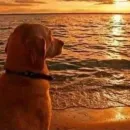 Стикер telexorros