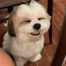 Стикер telexorros