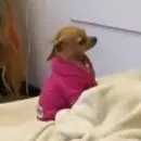 Стикер telexorros