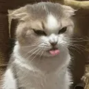 kitiki
