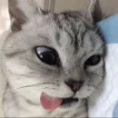 Стикер kitiki
