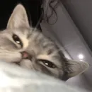 Стикер kitiki
