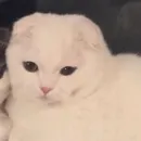 Стикер kitiki
