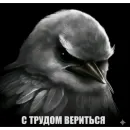 Стикер Birds Memes