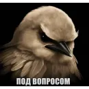 Стикер Birds Memes