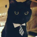 Стикер 1000 и 1 це кiт