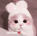 Стикер cats