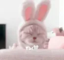 Стикер cats