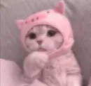 Стикер cats