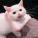 Стикер cats