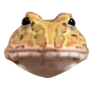 Toad