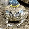 Стикер Toads and Frogs
