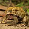 Стикер Toads and Frogs