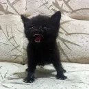 Тостер или жизнь