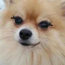 Стикер Тостер или жизнь