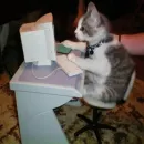 Стикер Тостер или жизнь