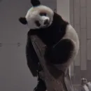 Стикер panda