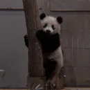 Стикер panda