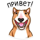 Тай