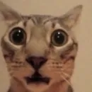 Стикер НеКэт