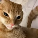 Стикер НеКэт